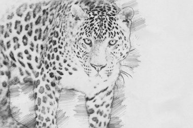 Leopar. Kalem kroki