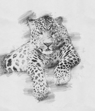 Leopar. Kalem kroki