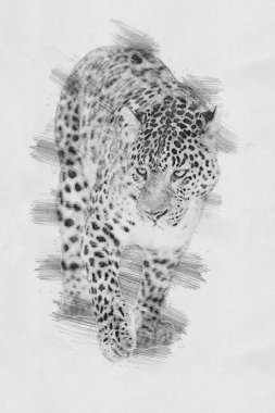 Leopar. Kalem kroki