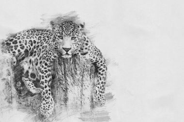 Leopar. Kalem kroki