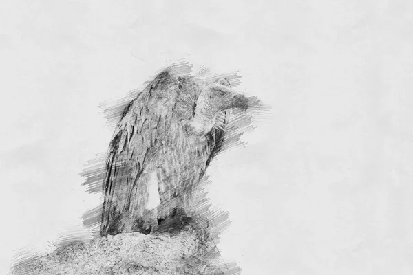 Vulture. Sketch with pencil — Stock Photo, Image