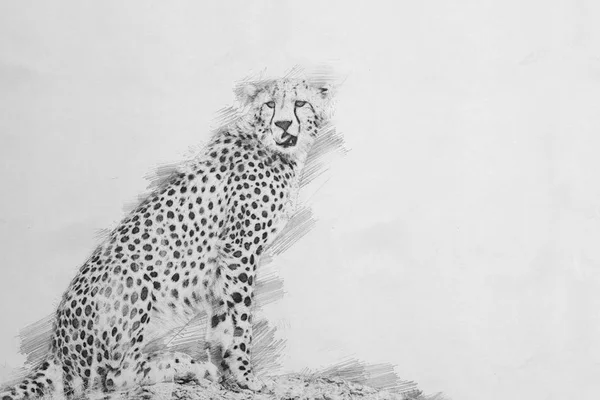 Cheetah. Skissa med blyerts — Stockfoto
