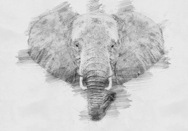 Elefante. Schizzo con matita — Foto Stock