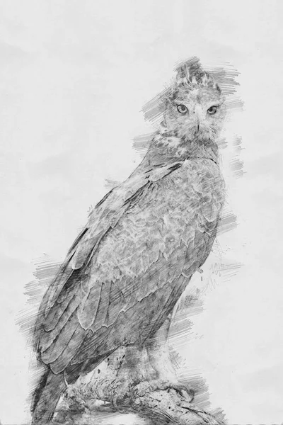 Adler. Skizze mit Bleistift — Stockfoto