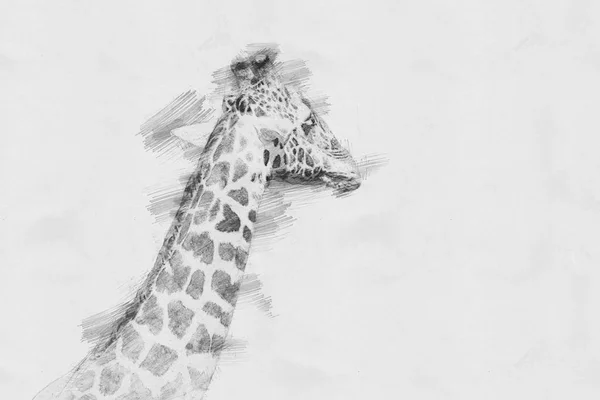 Žirafa. Skica tužkou — Stock fotografie