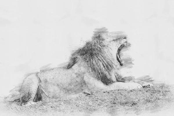 León. Boceto con lápiz — Foto de Stock