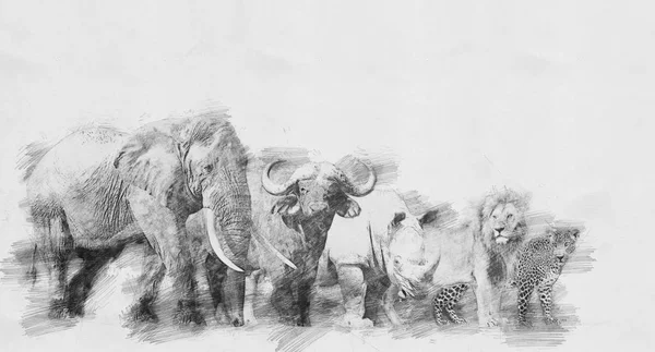 Big african five animal. Sketch with pencil — Stock Photo, Image