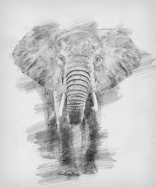 Elefante. Boceto con lápiz — Foto de Stock