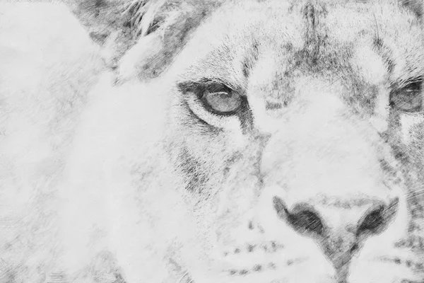 Lion. Skissa med blyerts — Stockfoto