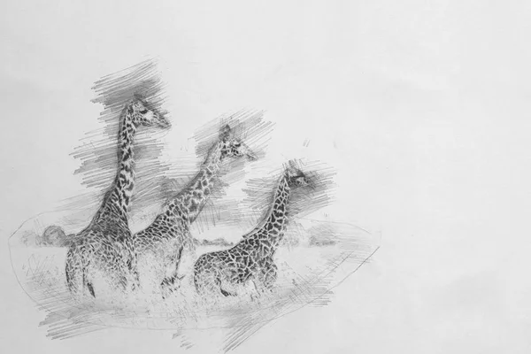Giraffa. Schizzo con matita — Foto Stock