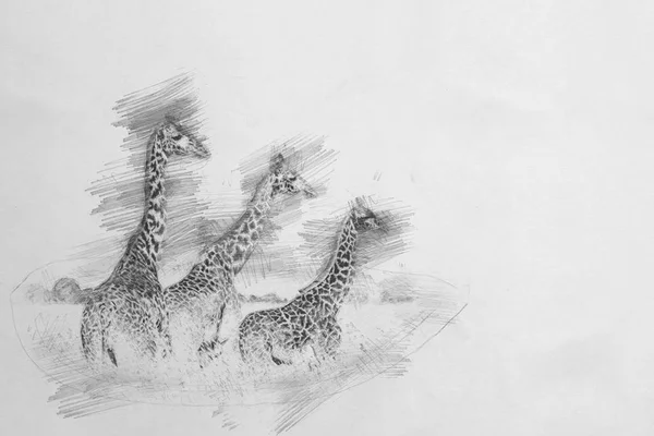 Girafe. Croquis avec crayon — Photo