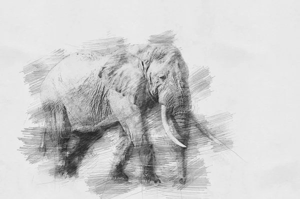 Éléphant. Croquis avec crayon — Photo