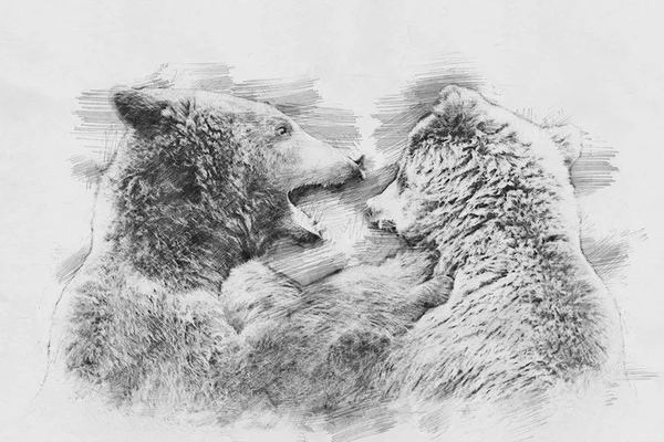 Медведь. Рисунок карандашом — стоковое фото