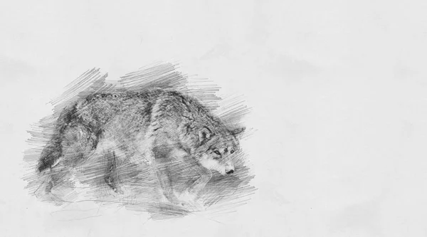 Wolf. Sketch with pencil — Stock Photo, Image