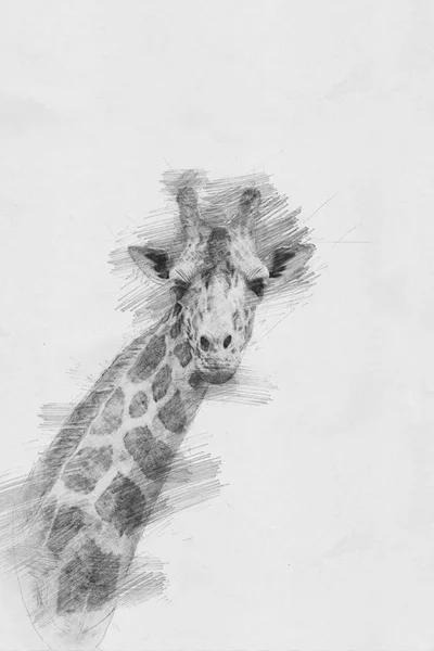 Giraff. Skissa med blyerts — Stockfoto