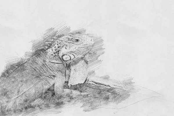 Iguana. Boceto con lápiz — Foto de Stock