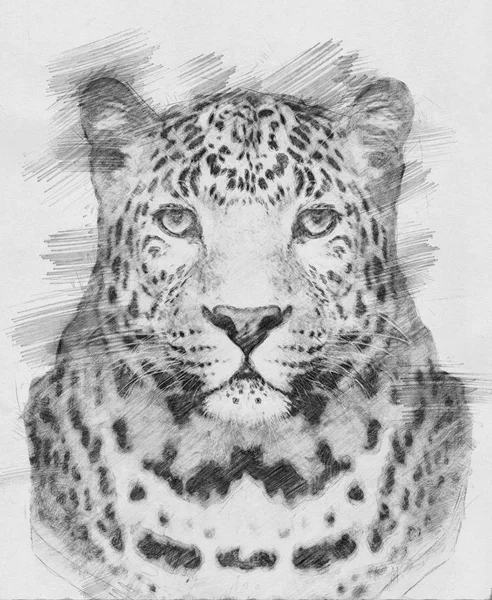 Leopard. Sketch with pencil — Stock Photo, Image