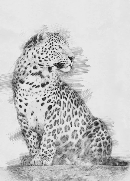 Leopard. Szkic ołówkiem — Zdjęcie stockowe