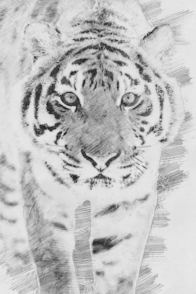 Tigre. Boceto con lápiz — Foto de Stock