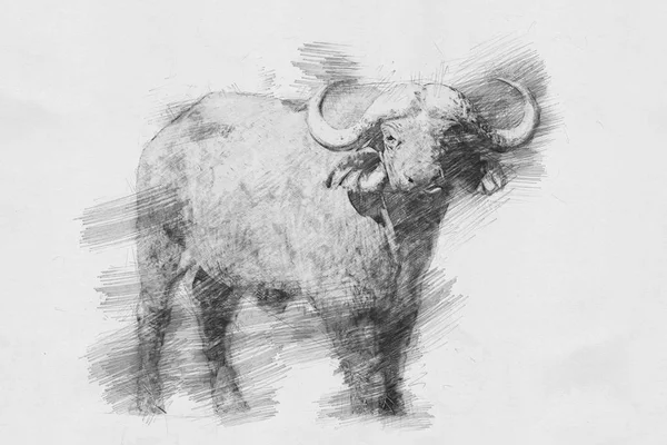 Buffalo. Sketch with pencil — Stock Photo, Image