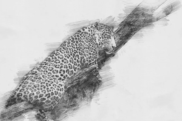 Leopard. Skissa med blyerts — Stockfoto
