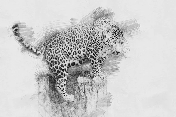 Leopard. Skissa med blyerts — Stockfoto