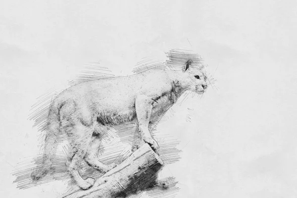 Puma. Σκίτσο με μολύβι — Φωτογραφία Αρχείου
