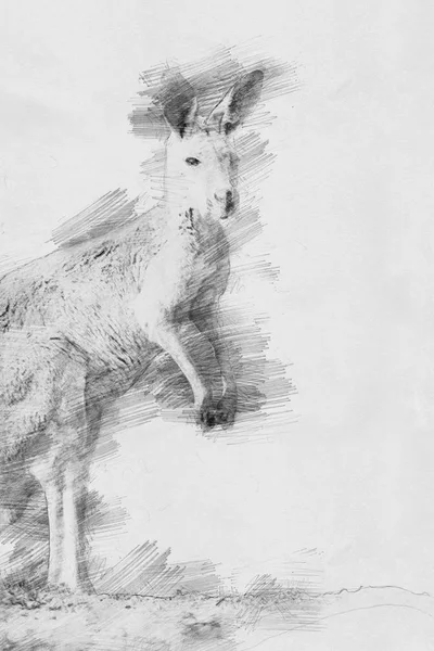 Kanguru. Kalem kroki