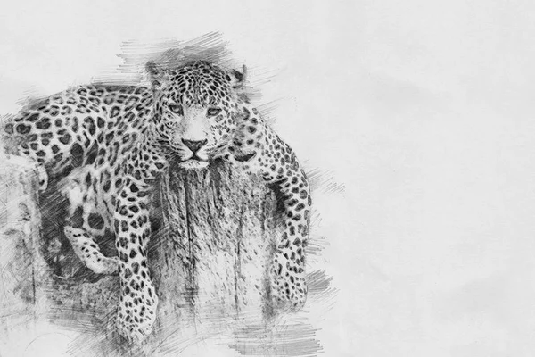 Leopardo. Esboço com lápis — Fotografia de Stock