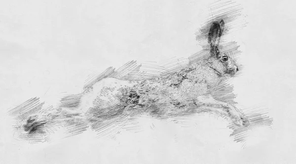 Заєць. Ескіз з олівцем — стокове фото