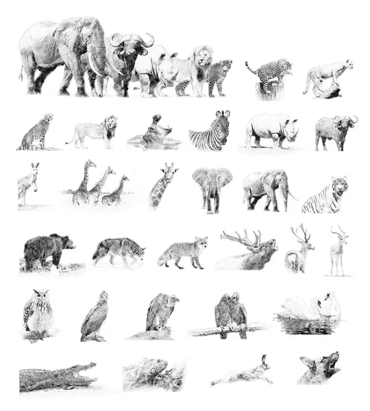 Wild animals sketch Stock Photos, Royalty Free Wild animals sketch Images | Depositphotos Wild animals sketch Stock Photos, Royalty Free Wild animals sketch Images | Depositphotos