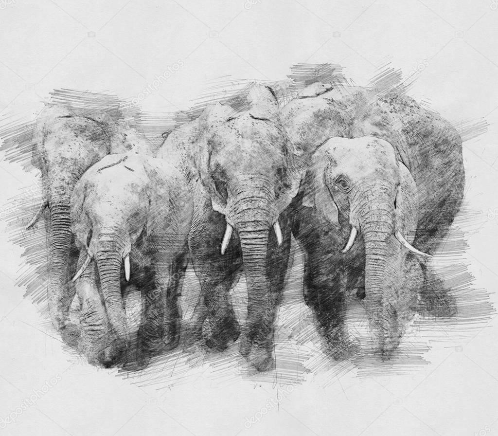 Elephant. Sketch with pencil