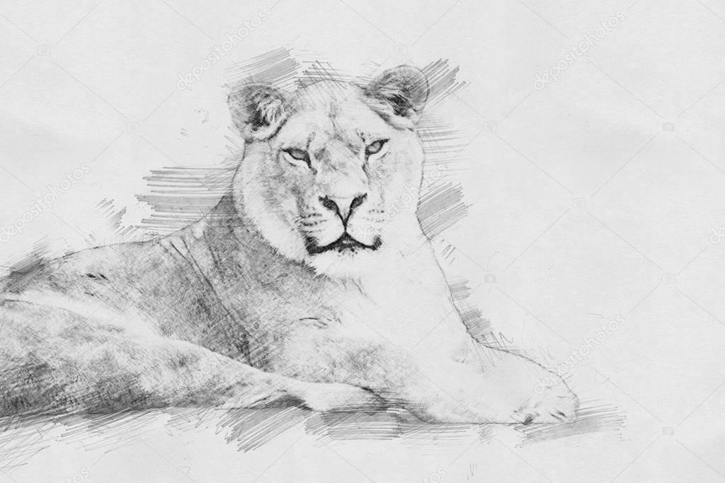 Lion. Sketch with pencil