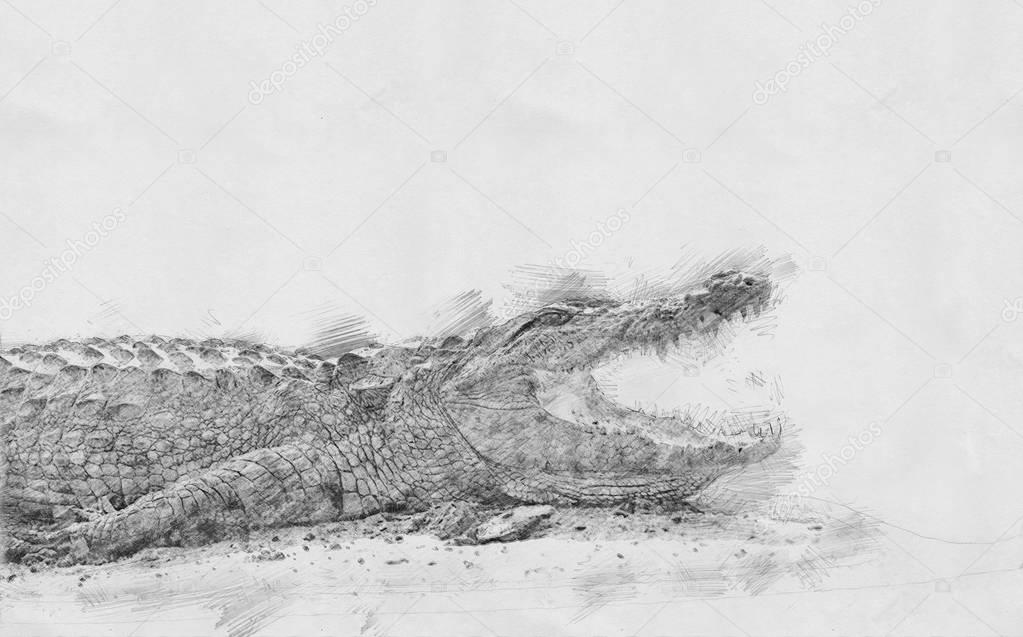 Crocodile. Sketch with pencil