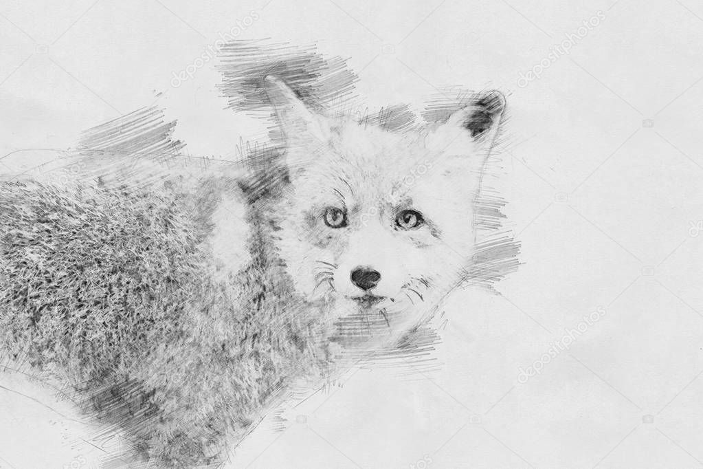 Fox. Sketch with pencil