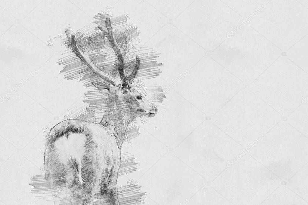 Deer. Sketch with pencil