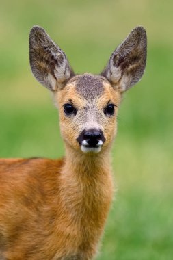 Bebek Karaca yaz çayır üzerinde