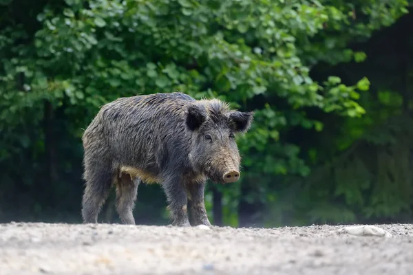 Cinghiale nella foresta — Foto Stock