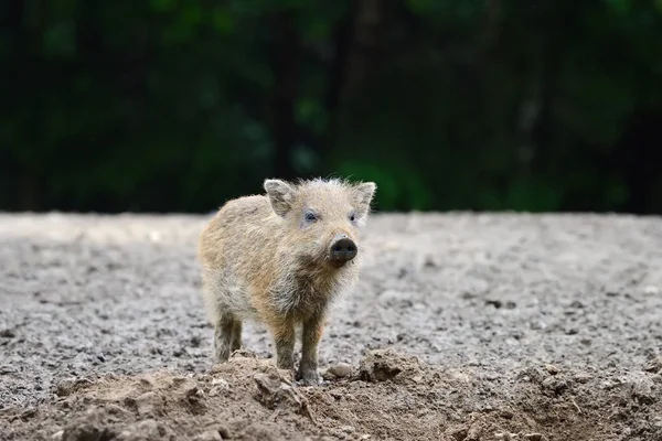 Junge Wildschweine — Stockfoto