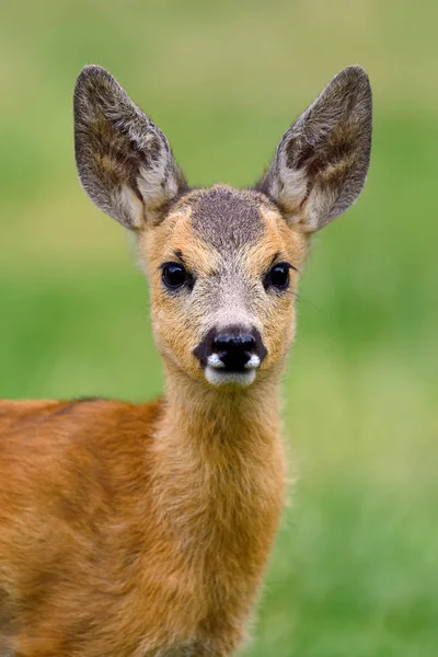 Bebek Karaca yaz çayır üzerinde