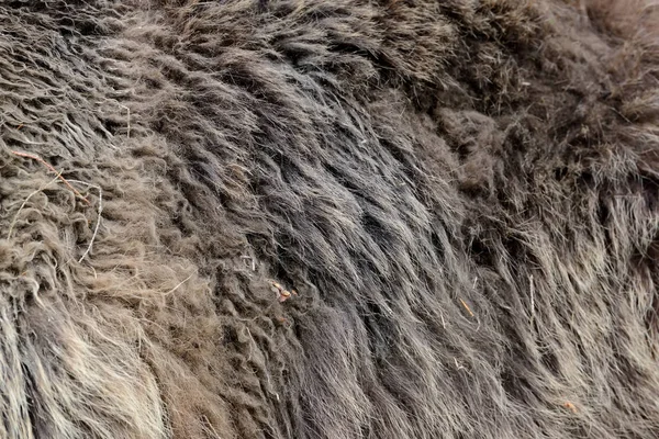 Texture of brown bear fur — Stock Photo, Image