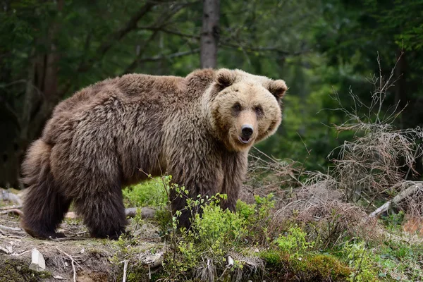 Καφέ αρκούδα στο δάσος — Φωτογραφία Αρχείου