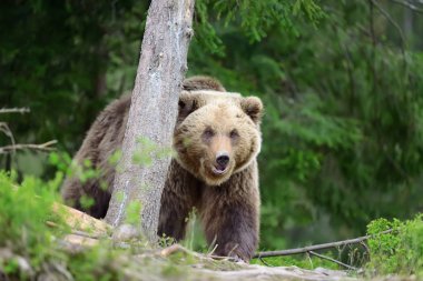 Ormandaki kahverengi ayı