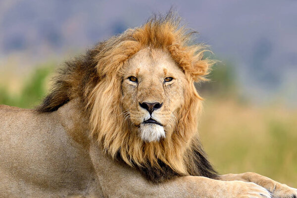 Close lion in National park of Kenya, Africa