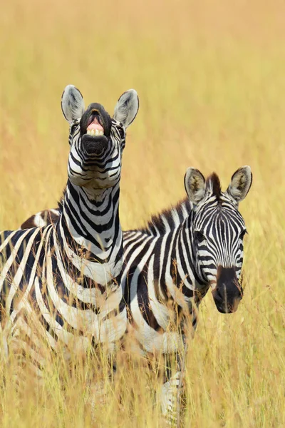 Zebra em pastagens na África — Fotografia de Stock