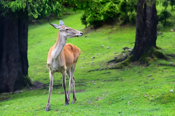 Cerfs dans la forêt — Photo