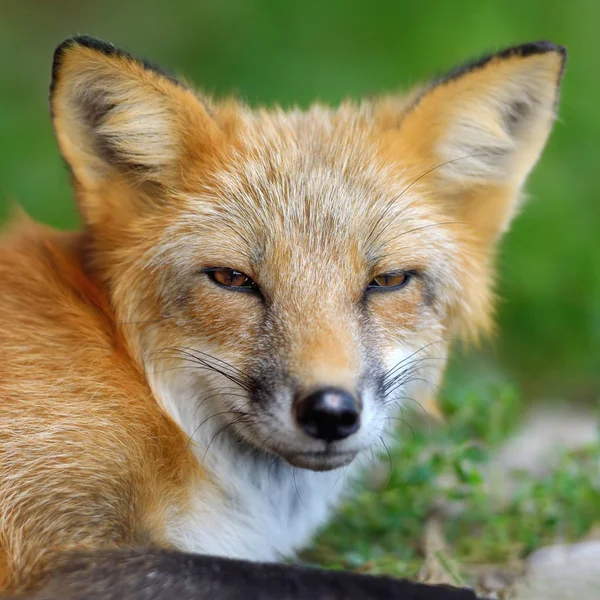 Retrato de zorro rojo en la naturaleza — Foto de Stock