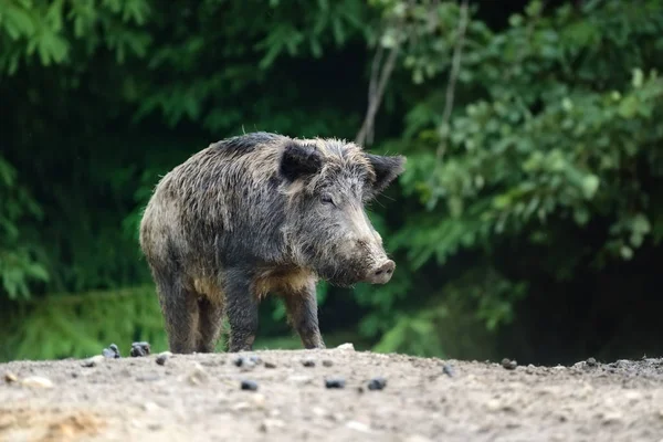 Babi hutan di hutan. — Stok Foto