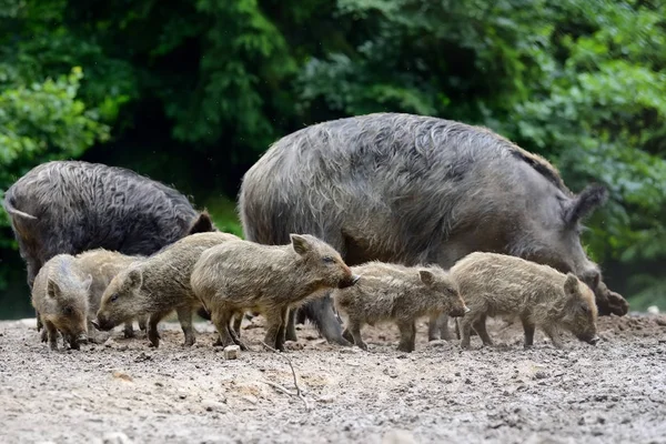 Young wild boar — Stock Photo, Image