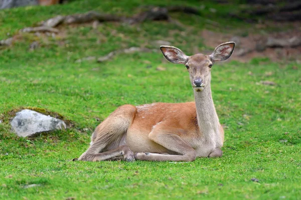 Cervo nella foresta — Foto Stock